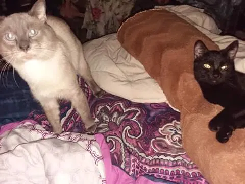 Lost cat in Asheboro, NC, 27205