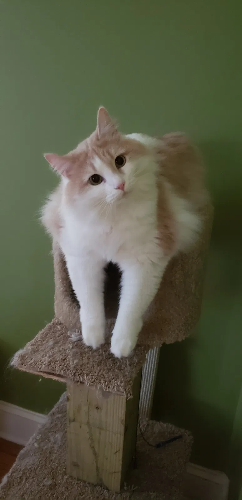 Lost cat in Lancaster, SC, 29720