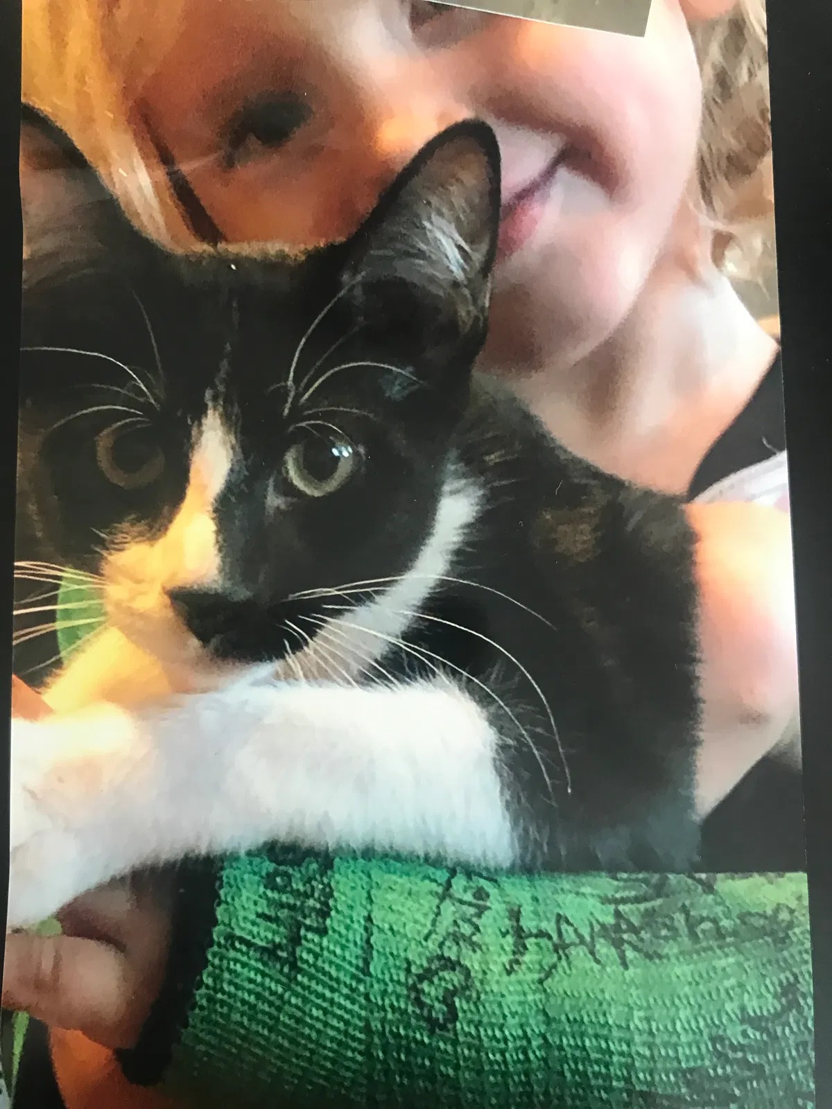 Lost cat in Allen, TX, 75002