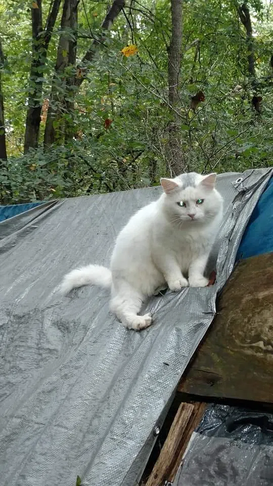 Lost cat in Adrian, PA, 16210