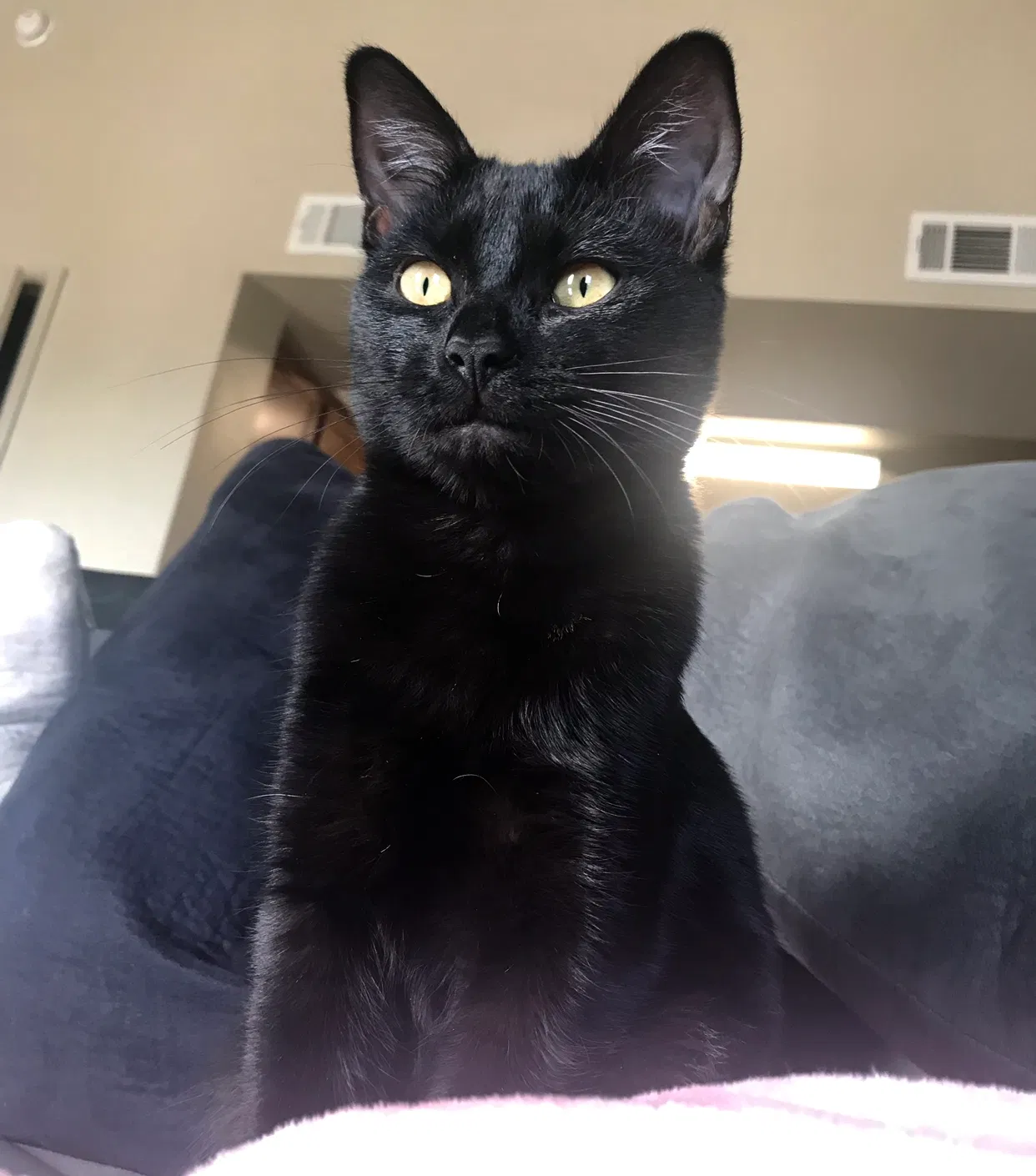 Lost cat in Jenks, OK, 74037