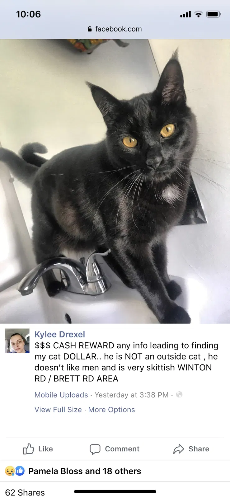 Lost cat in Rochester, NY, 14609