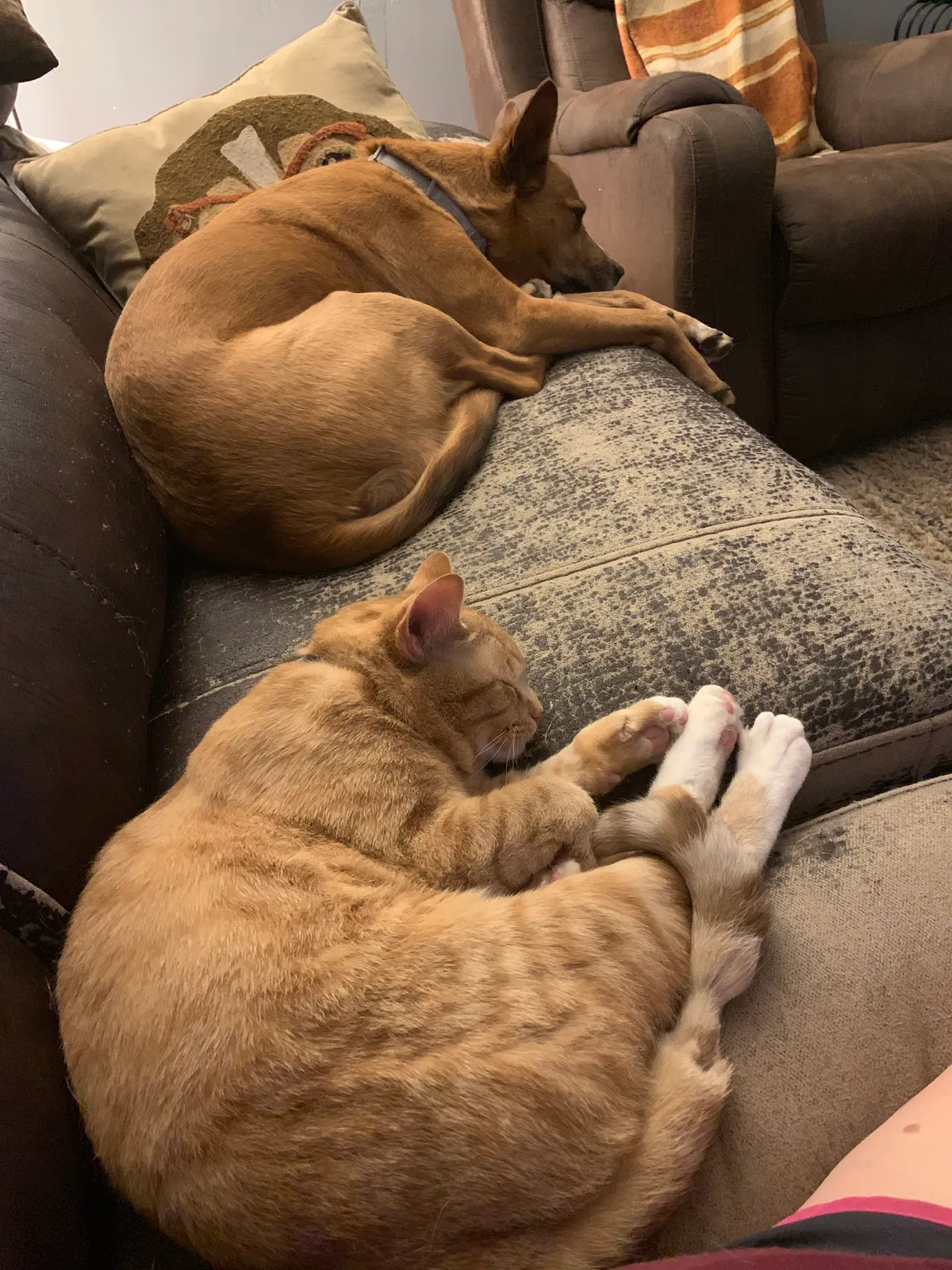 Lost cat in Scottdale, PA, 15683