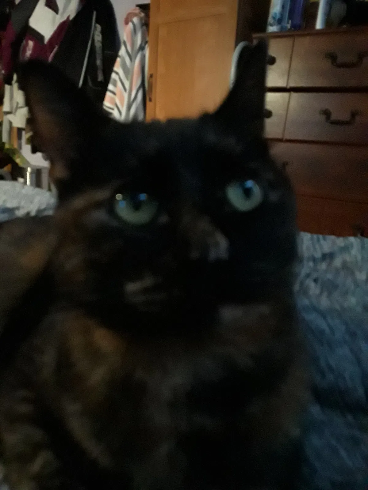 Lost cat in Moose Lake, MN, 55767