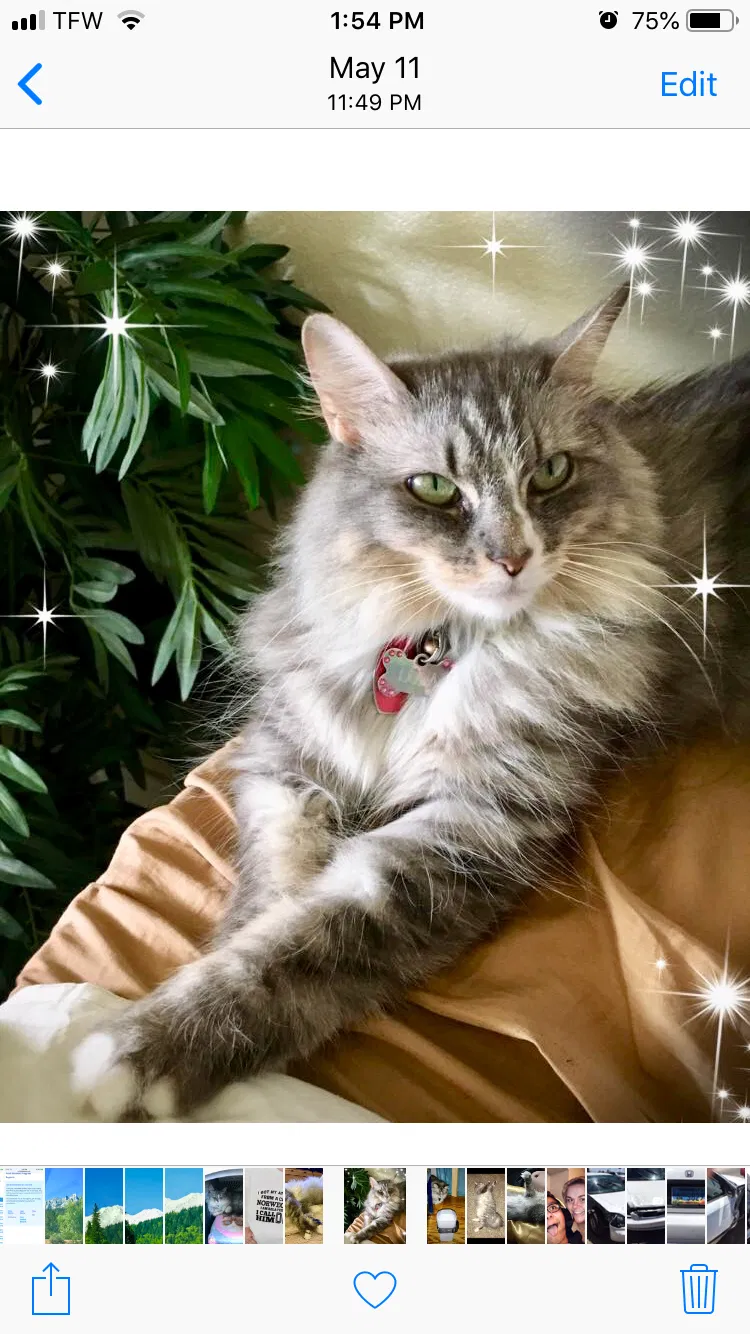 Lost cat in Lynnwood, WA, 98037