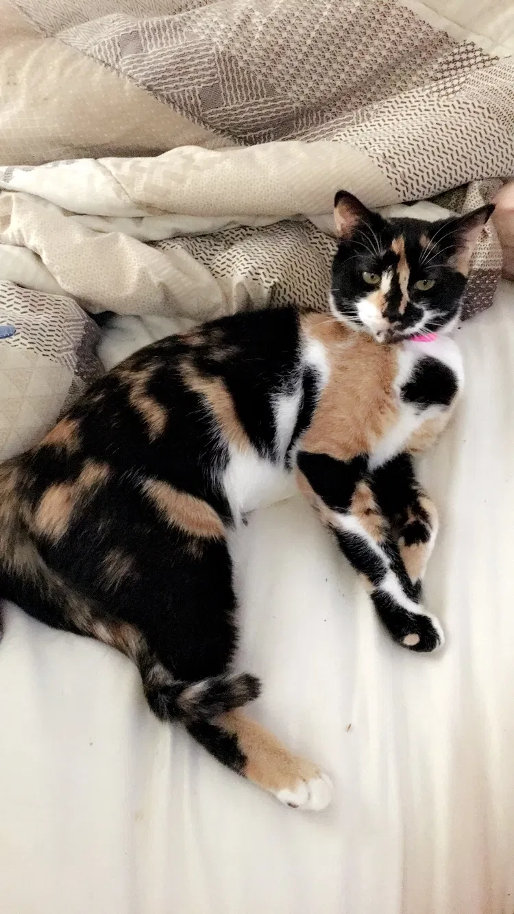 Lost cat in Maryville, TN, 37804