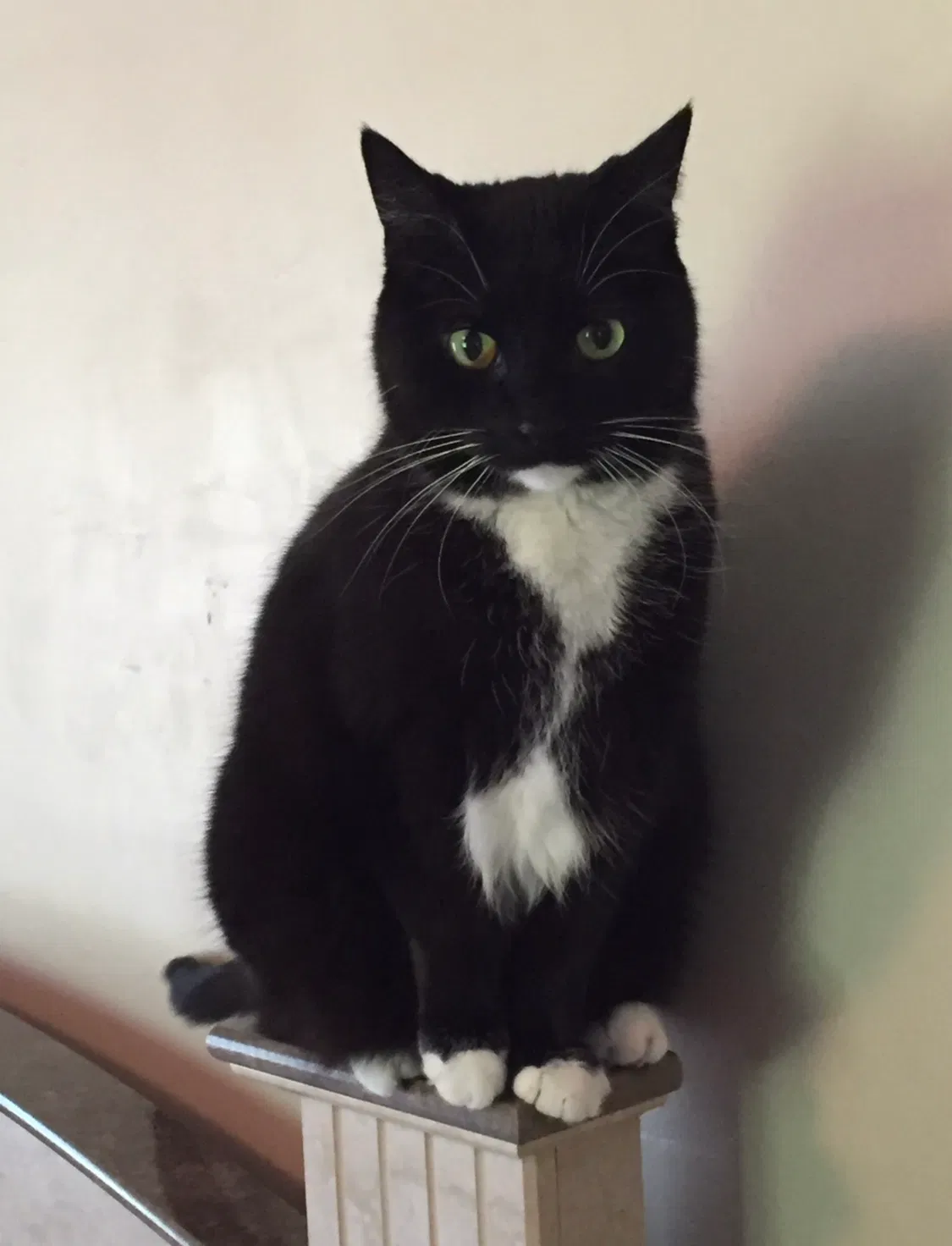 Lost cat in Fargo, ND, 58103