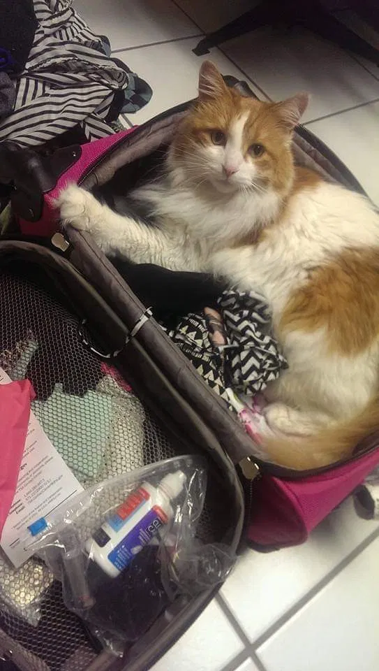 Lost cat in Fort Myers, FL, 33901