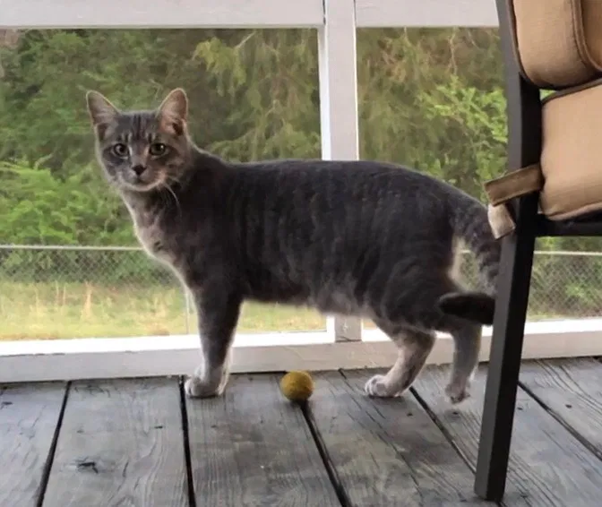 Lost cat in Piedmont, SC, 29673