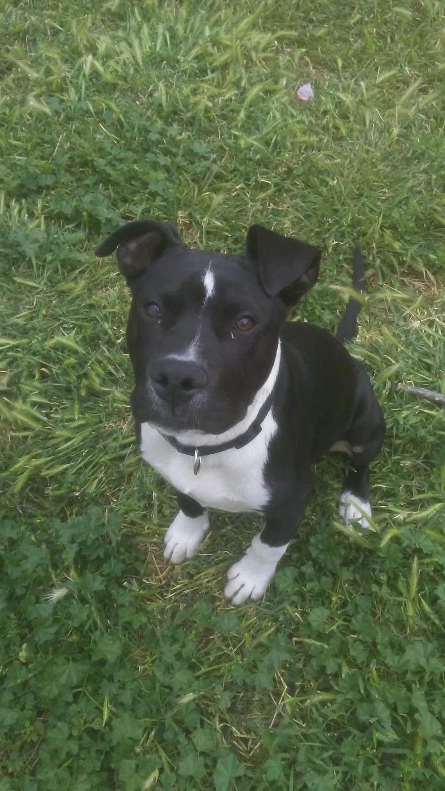Lost dog in San Angelo, TX, 76901