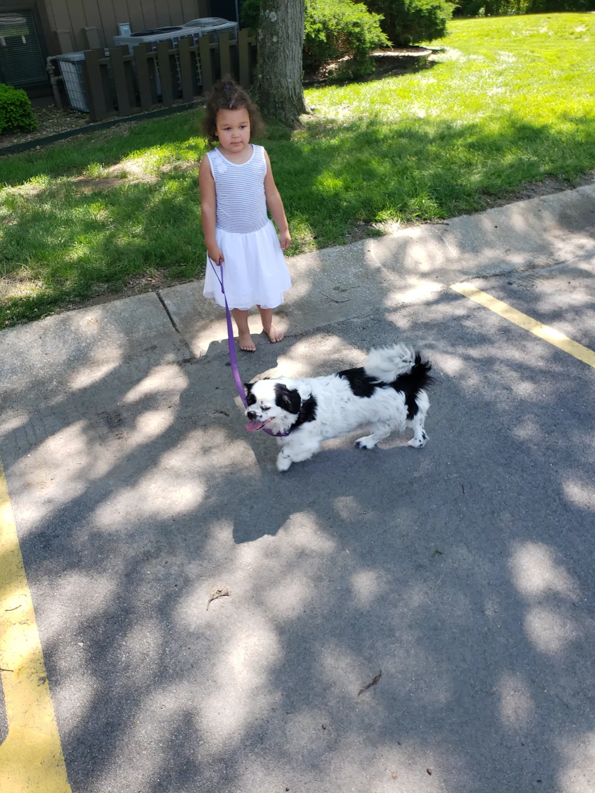 Lost dog in Kansas City, MO, 64119