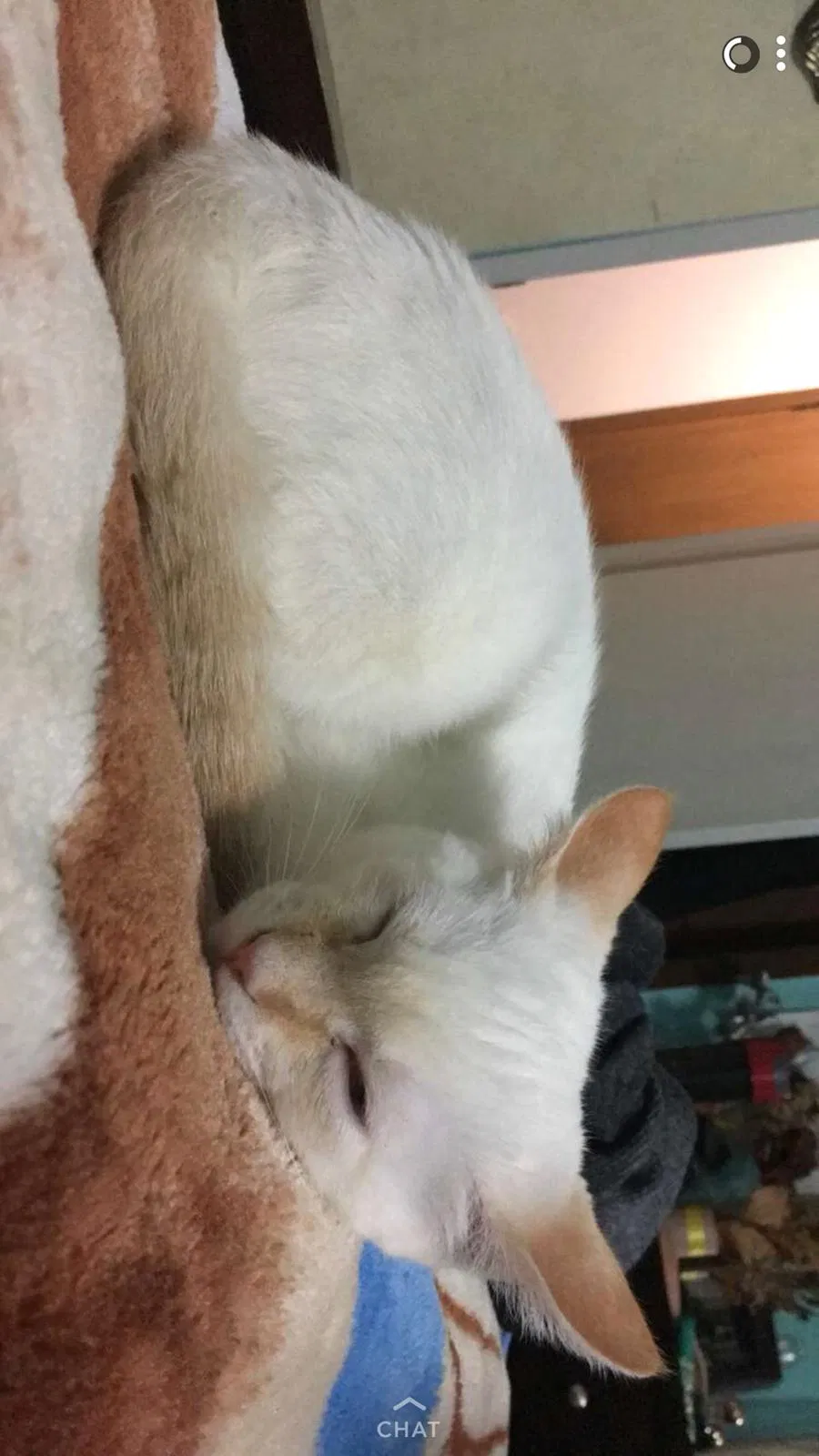 Lost cat in Bolingbrook, IL, 60440