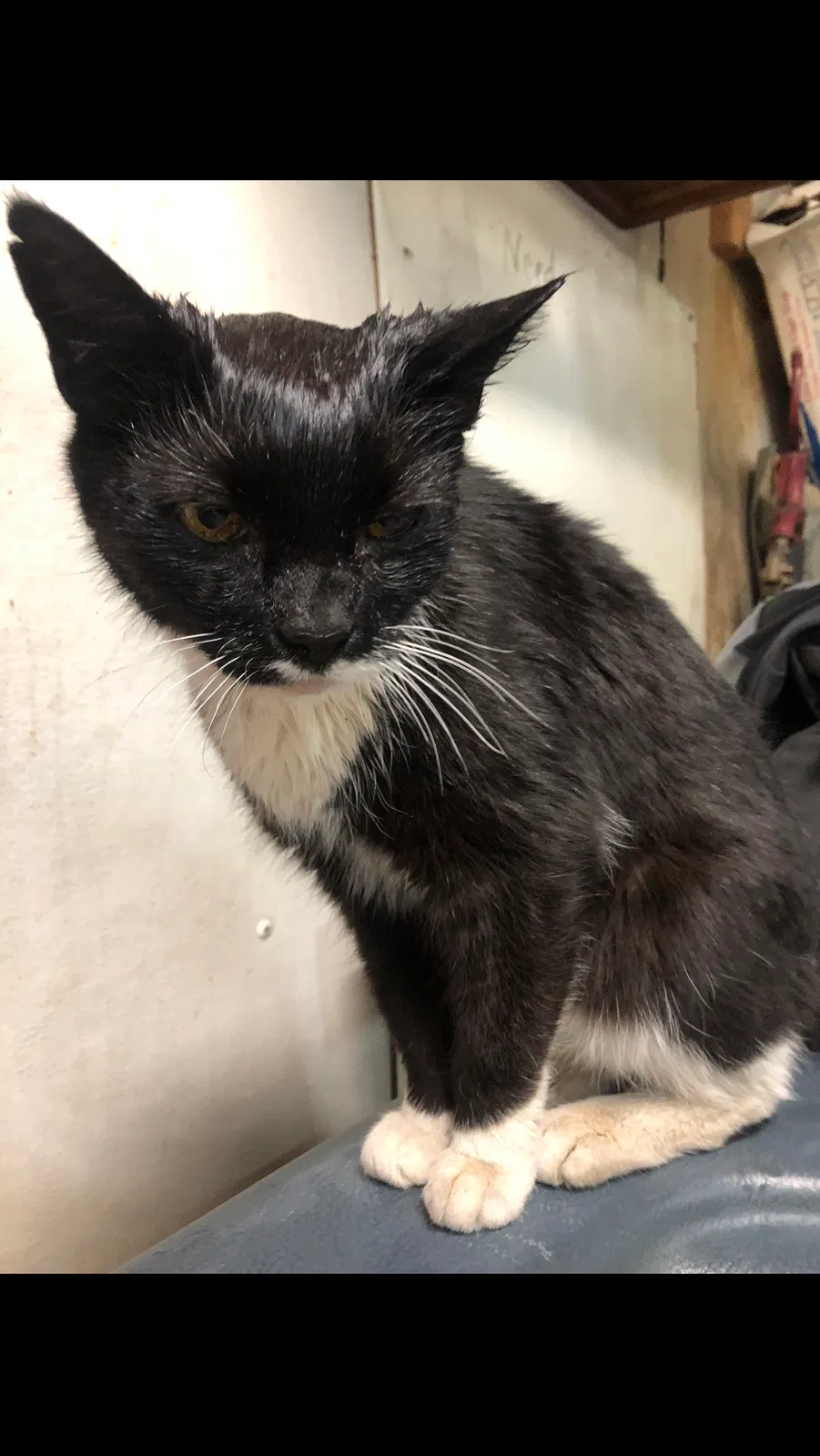 Lost cat in Lebanon, IN, 46052