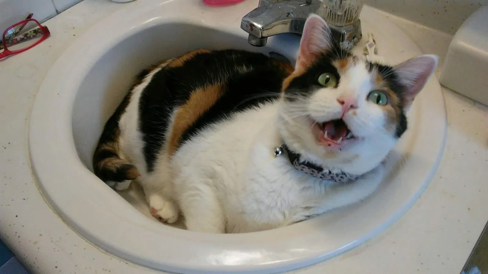 Lost cat in Ballwin, MO, 63011