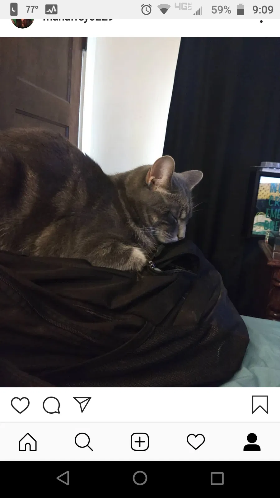 Lost cat in Dayton, OH, 45410