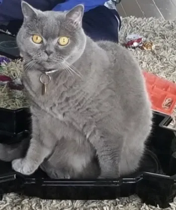 Lost cat in Unknown, OH, 0