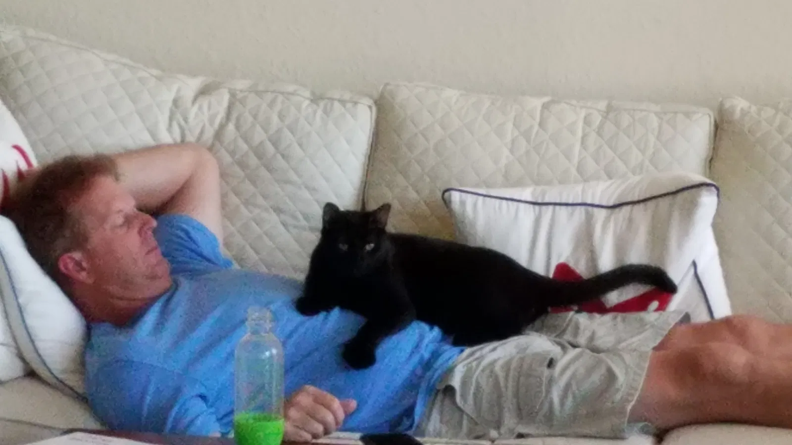 Lost cat in Fort Lauderdale, FL, 33315