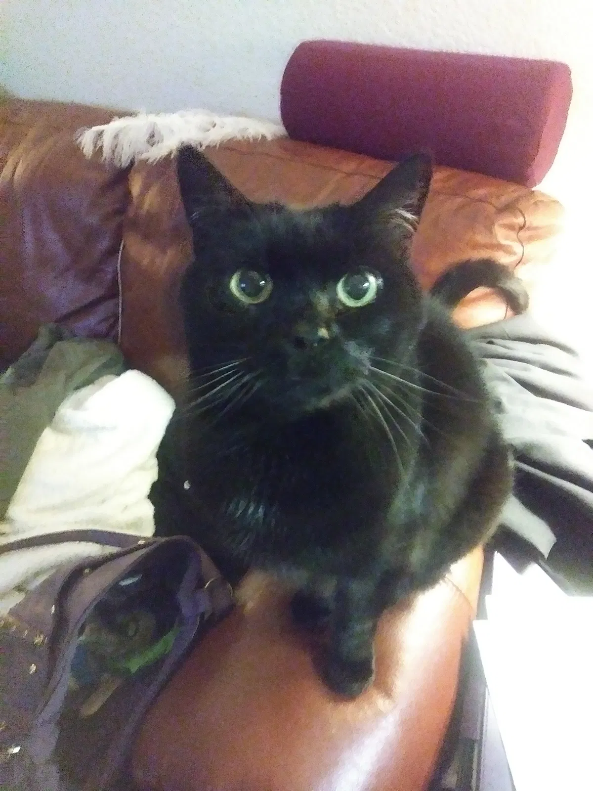 Lost cat in Antelope, CA, 95843