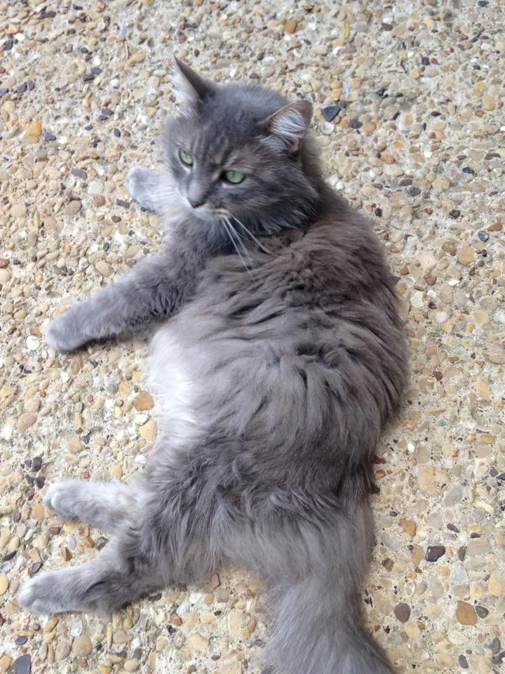 Lost cat in Garland, TX, 75044