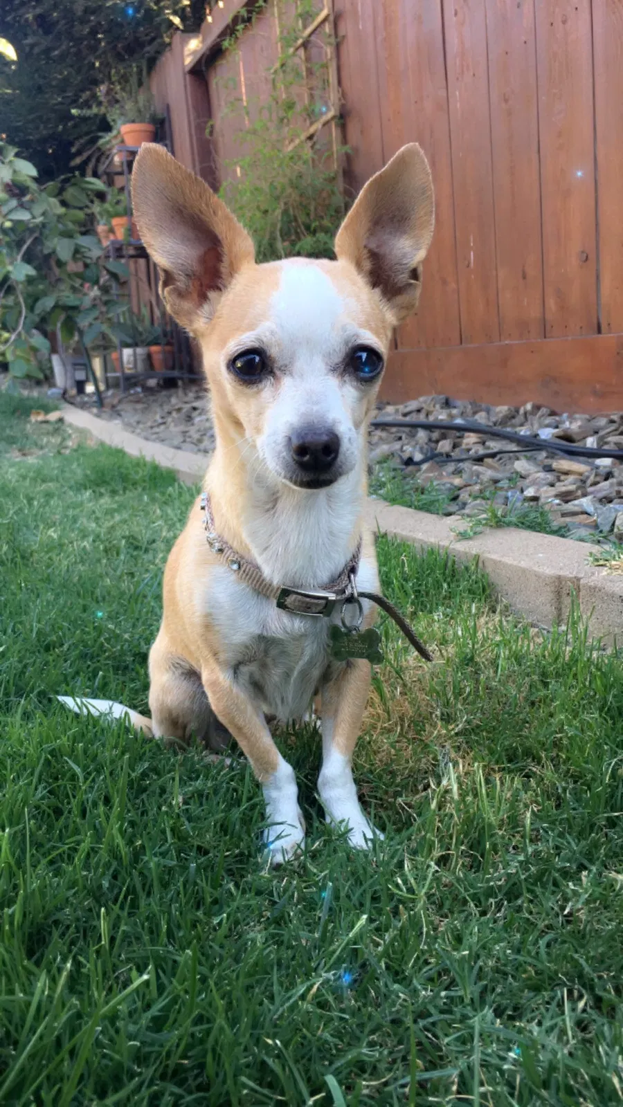 Lost dog in Escalon, CA, 95320