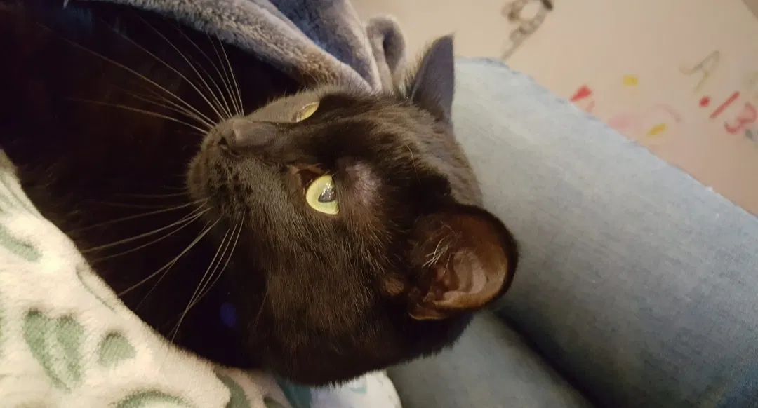 Lost cat in Clarkston, MI, 48346