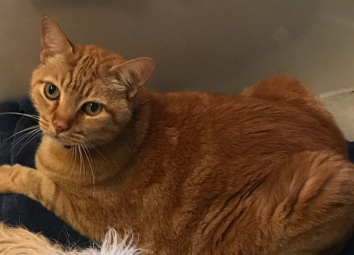 Lost cat in Maylene, AL, 35114