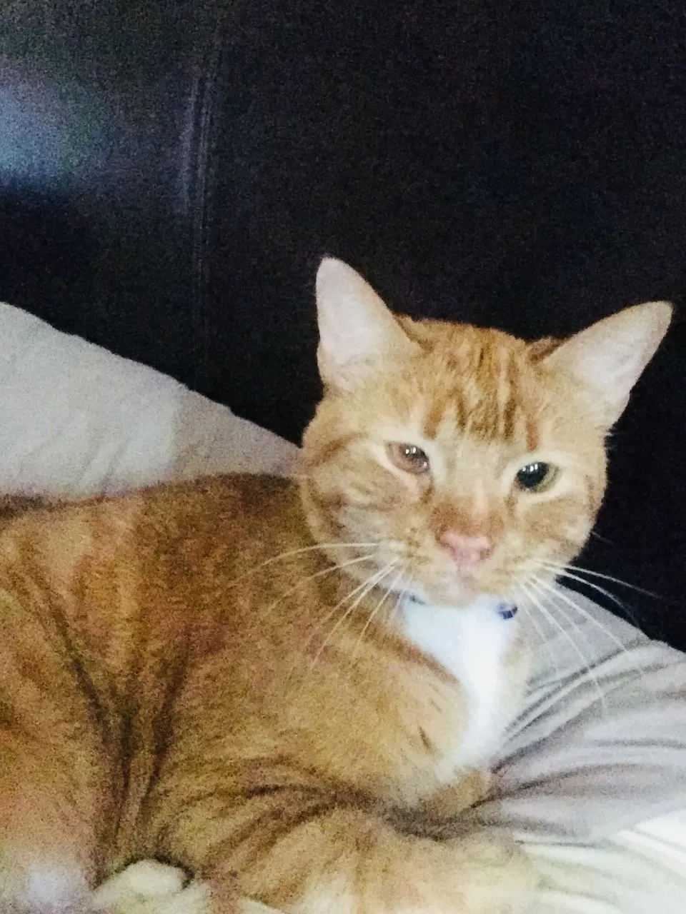 Lost cat in Porter, TX, 77365