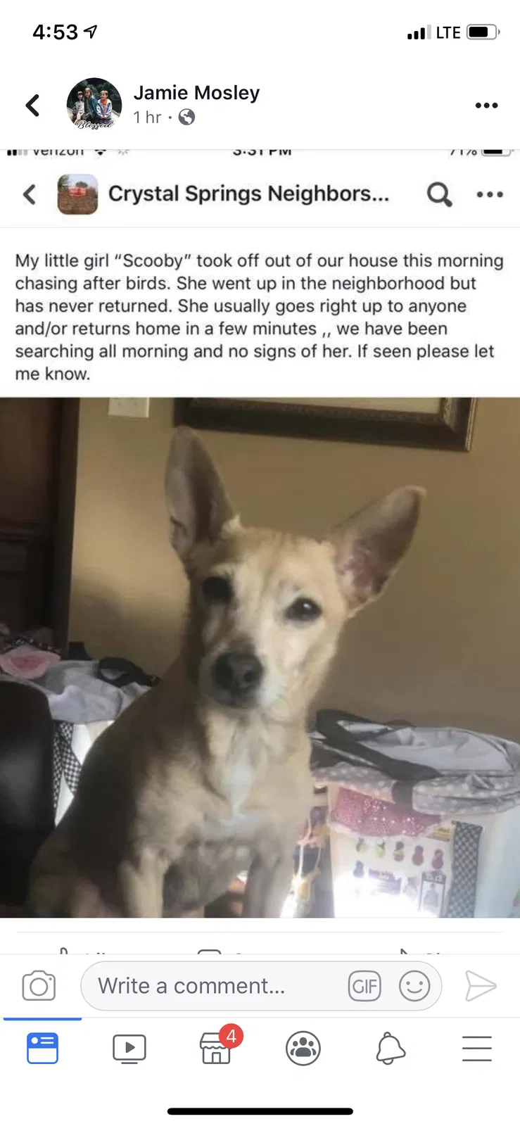 Lost dog in Johnson City, TN, 37615