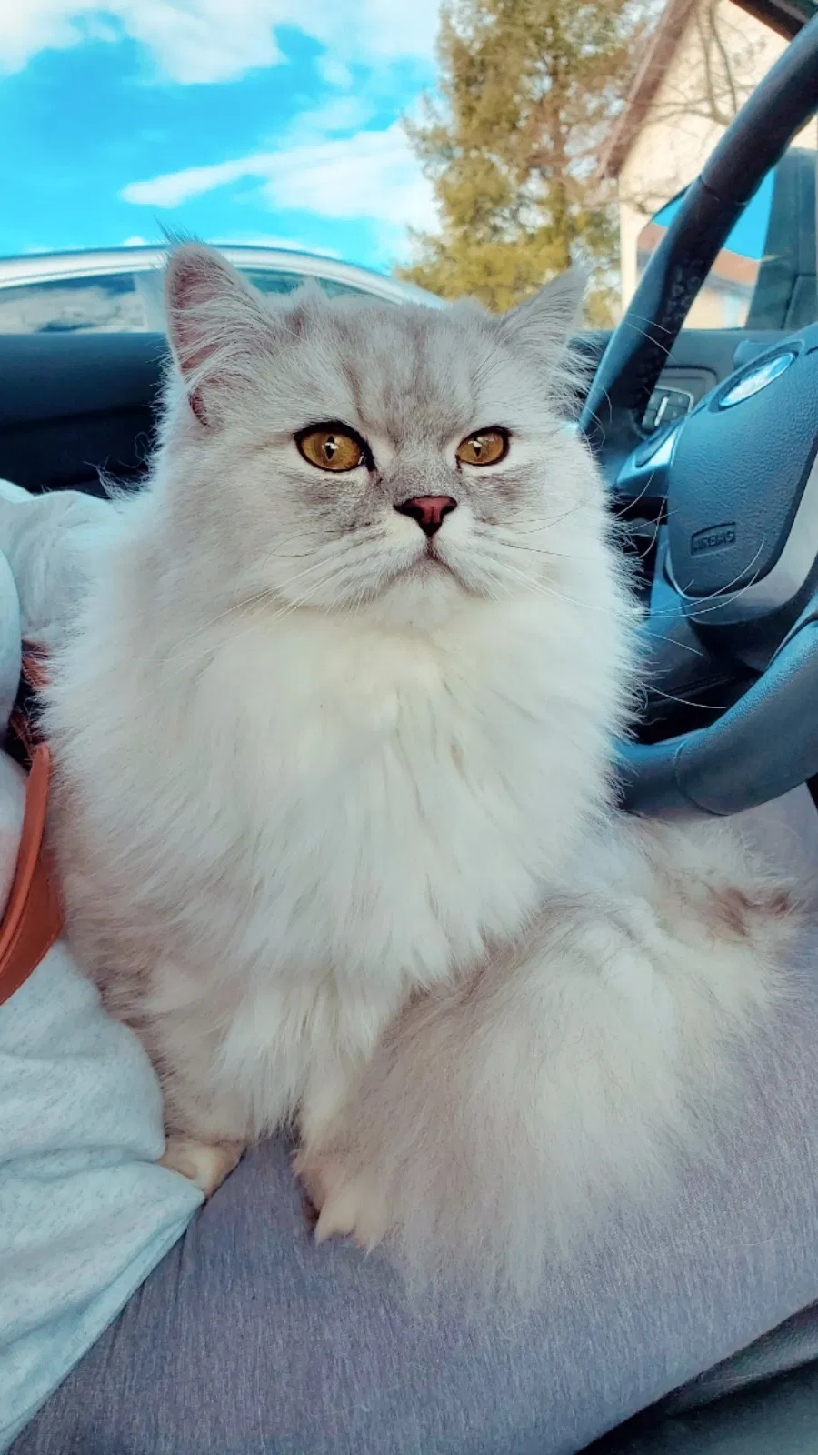 Lost cat in Urbandale, IA, 50323