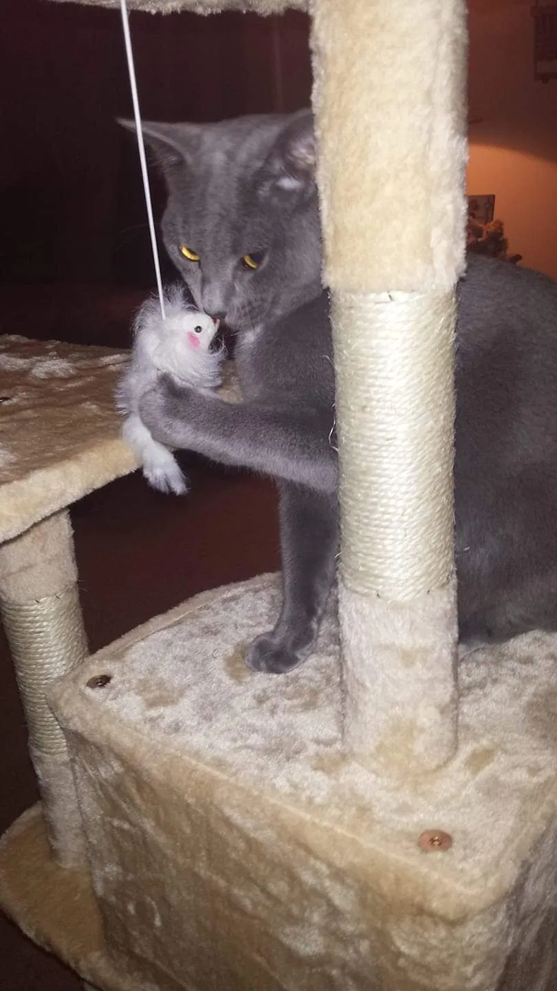 Lost cat in Columbus, IN, 47203