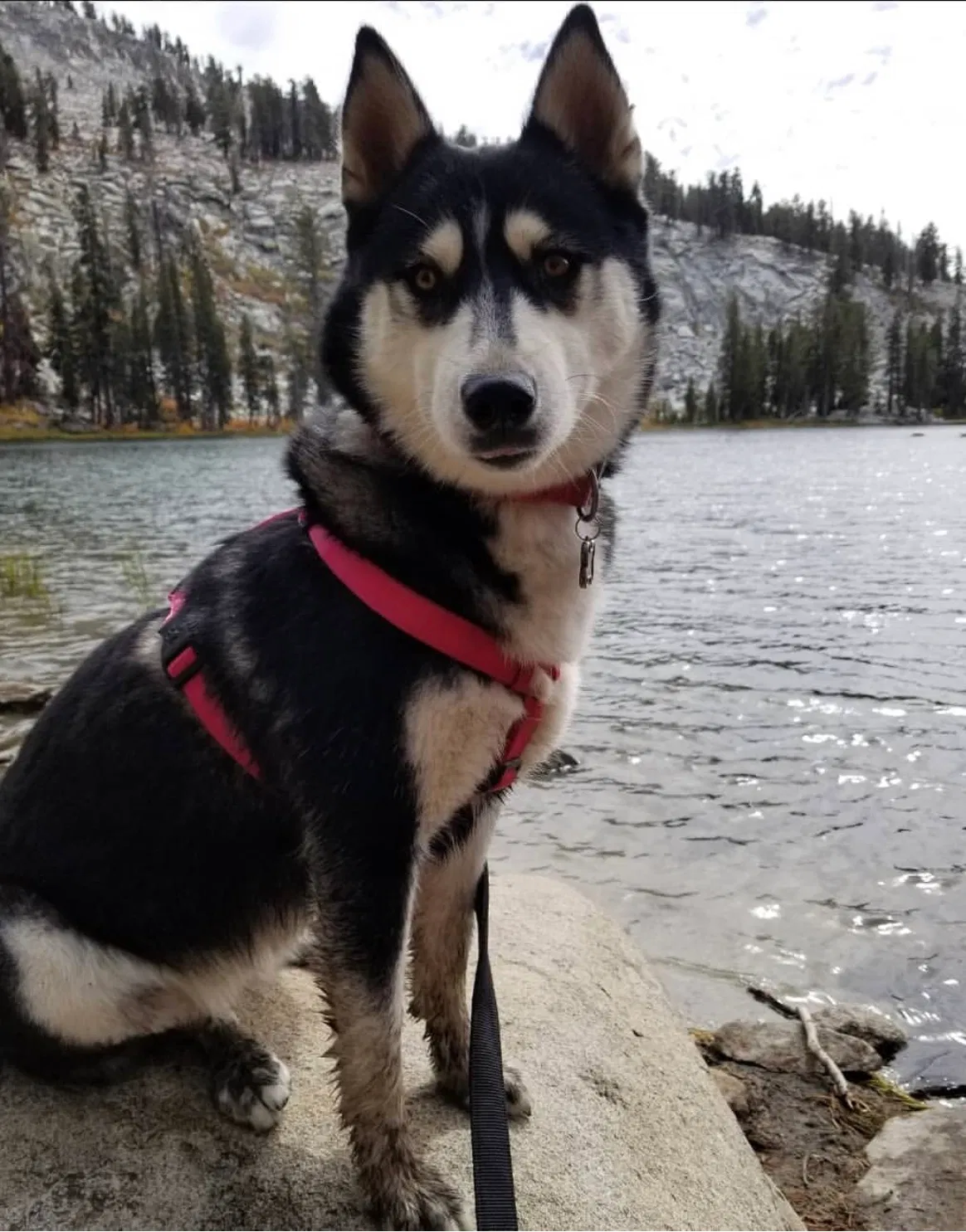 Lost dog in Visalia, CA, 93291