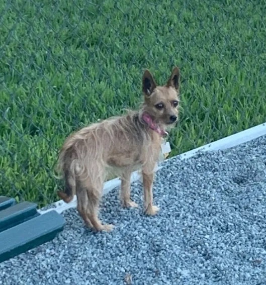 Lost dog in Oceanside, CA, 92057