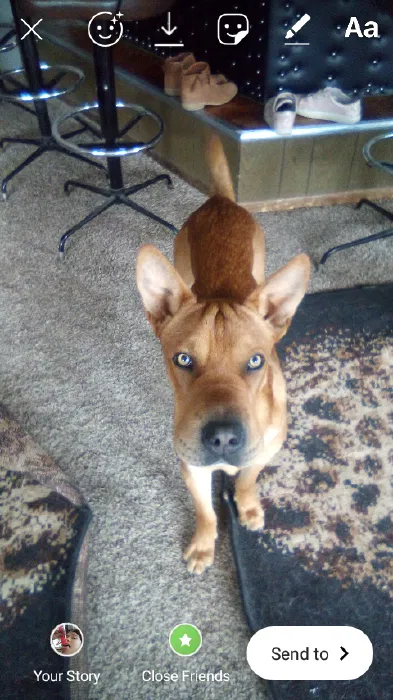 Lost dog in Colorado Springs, CO, 80910