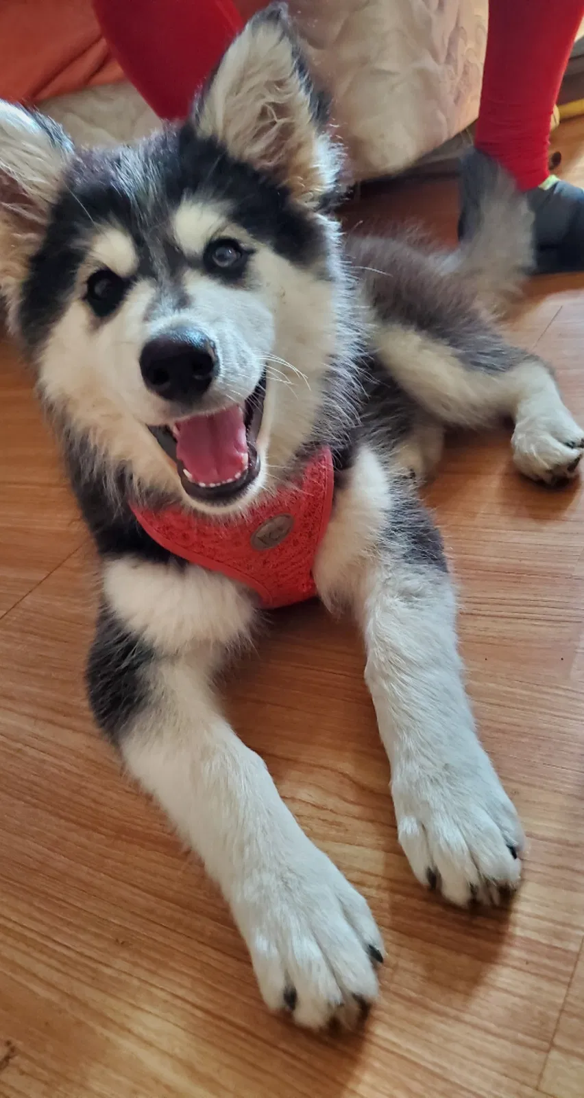 Lost dog in Amarillo, TX, 79109