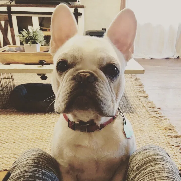 Lost dog in Cleveland, OK, 74020