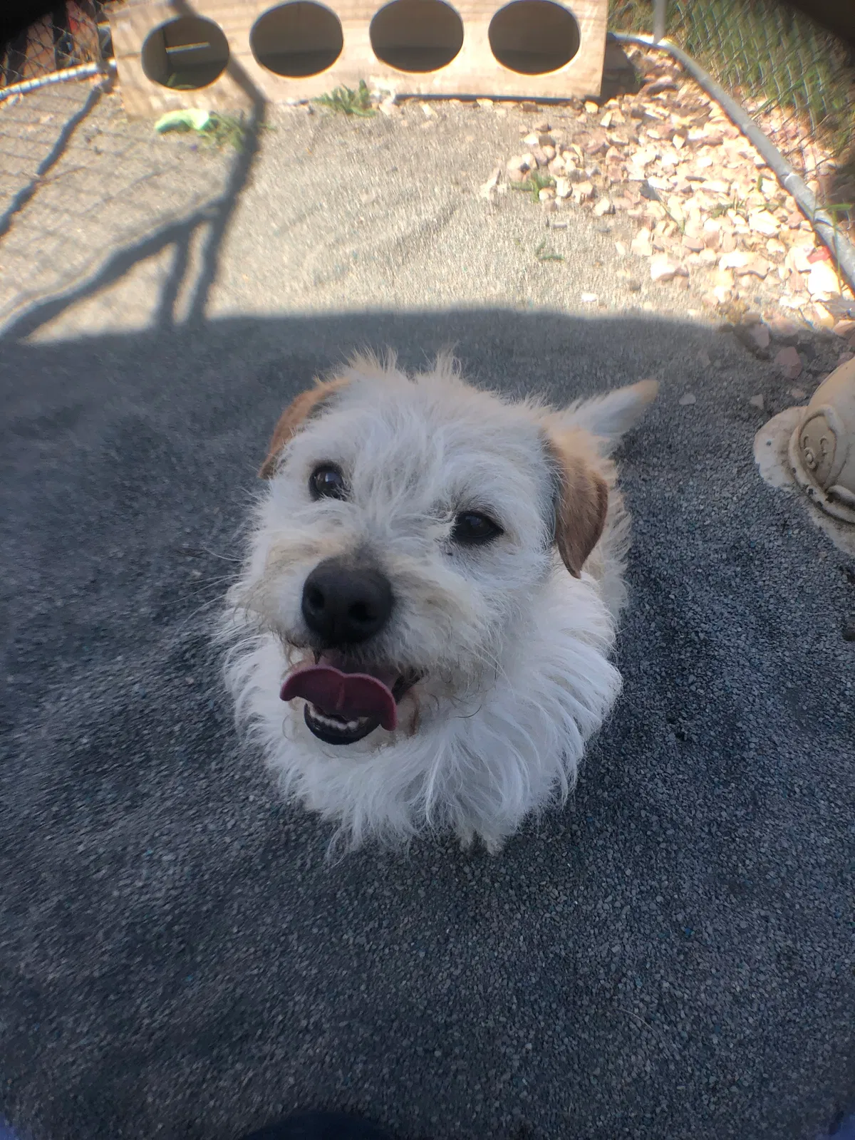 Lost dog in Aurora, CO, 80011