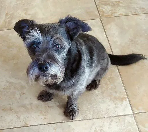 Lost dog in Amarillo, TX, 79118