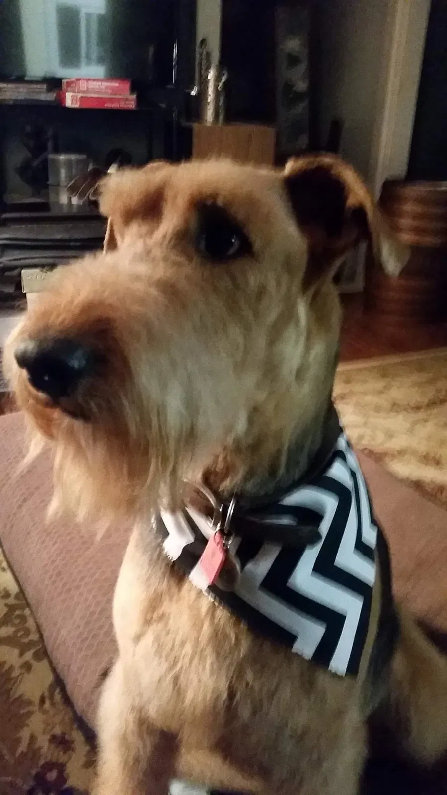 Lost dog in Knoxville, TN, 37920