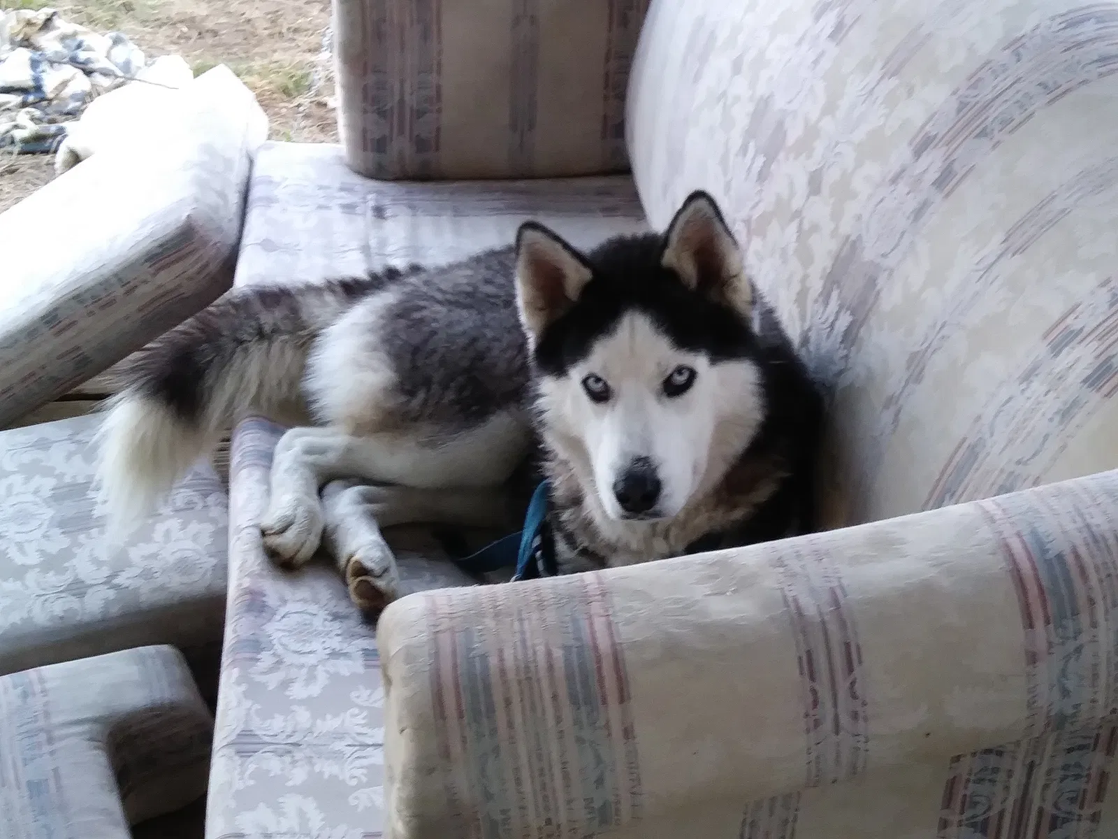 Lost dog in West Fork, AR, 72774