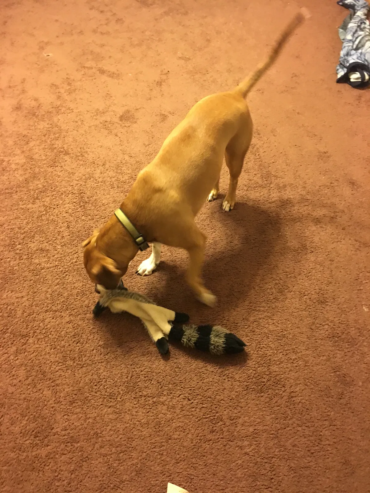 Lost dog in Peoria, IL, 61605