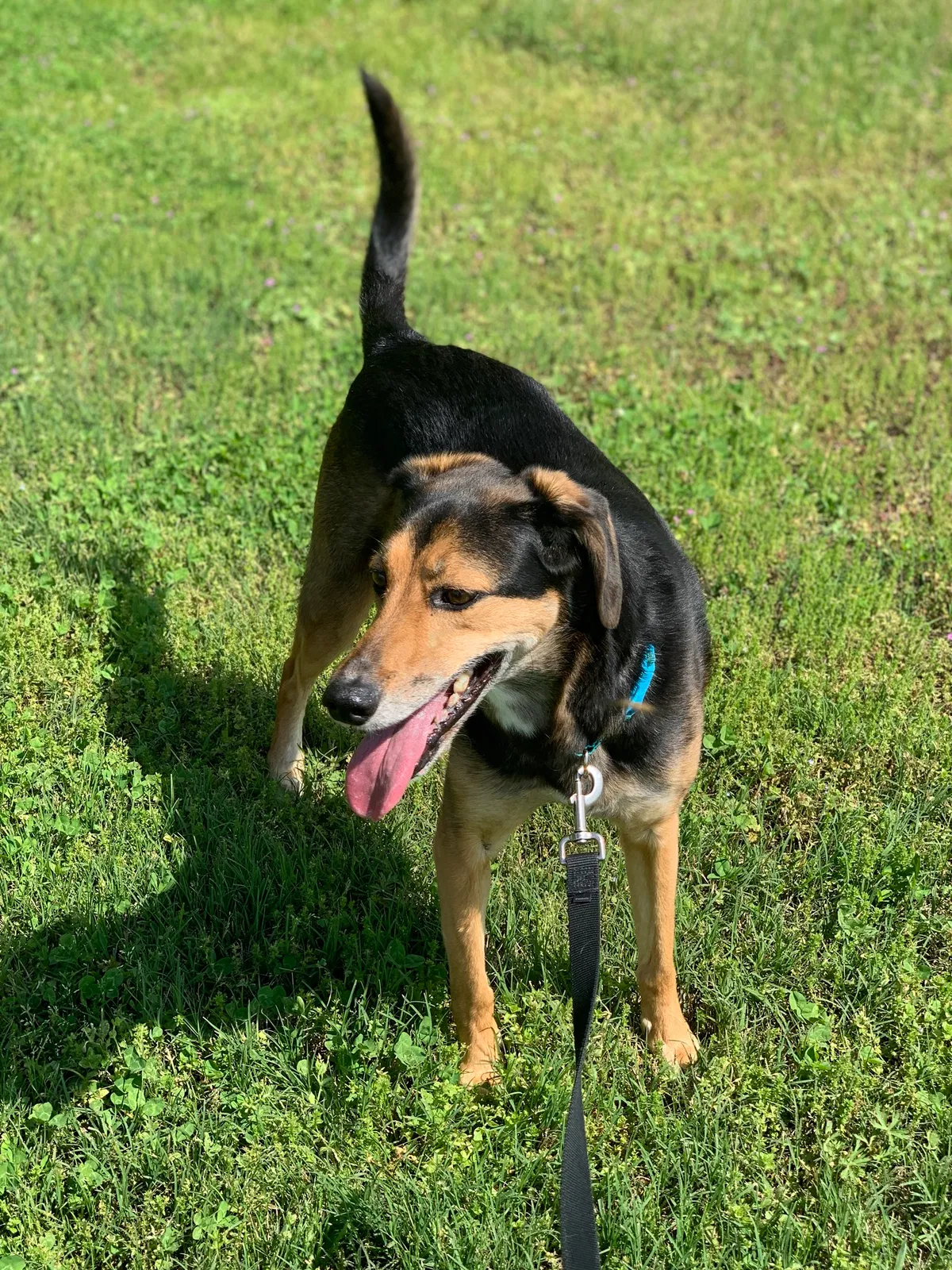 Lost dog in Henrico, VA, 23231