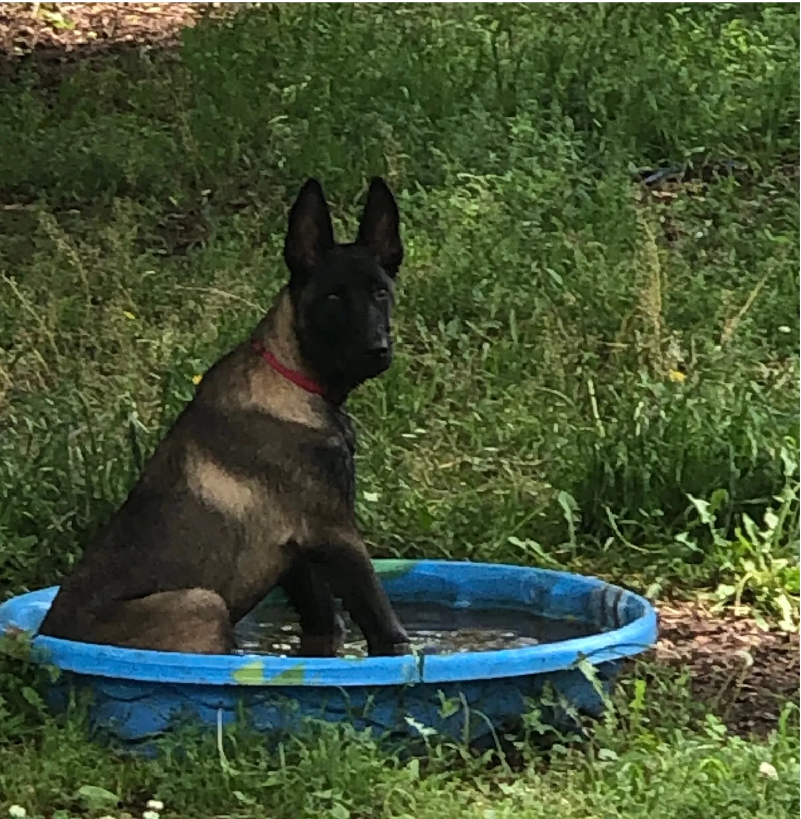Lost dog in Oklahoma City, OK, 73119