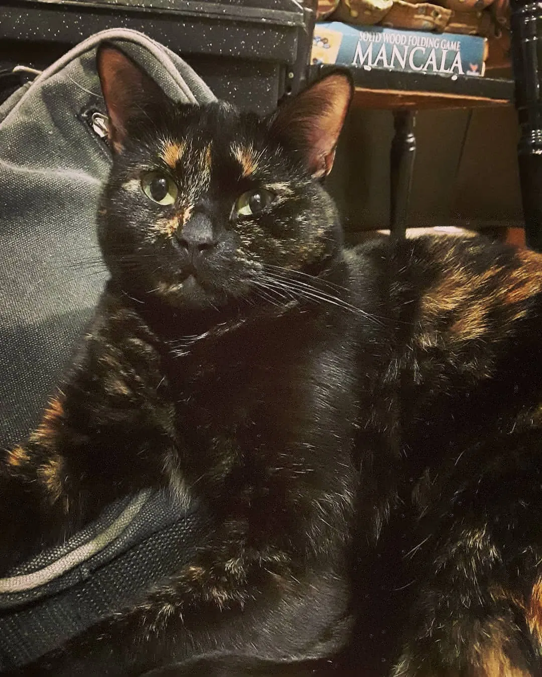 Lost cat in Bellingham, WA, 98226