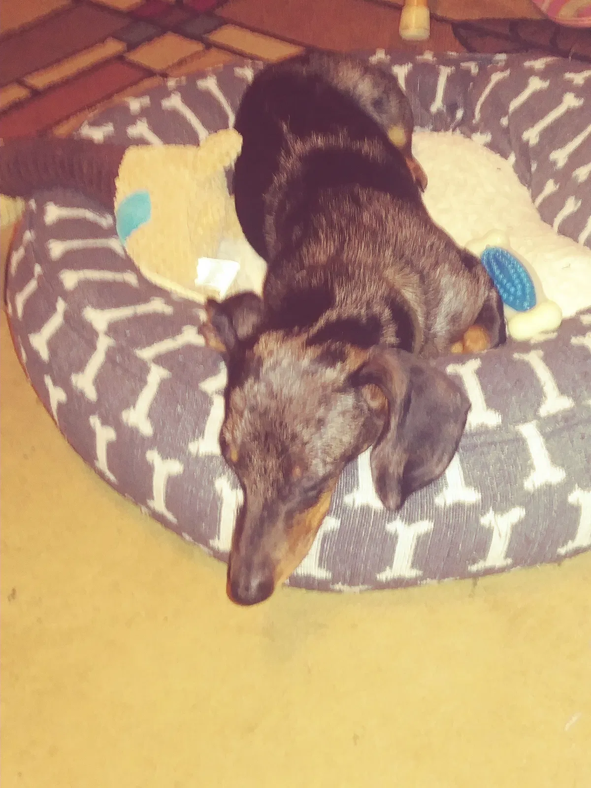 Lost dog in Sevierville, TN, 37876