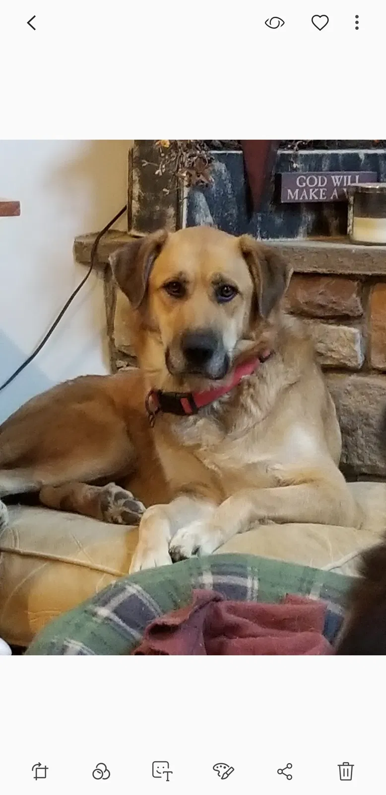 Lost dog in Waverly, OH, 45690