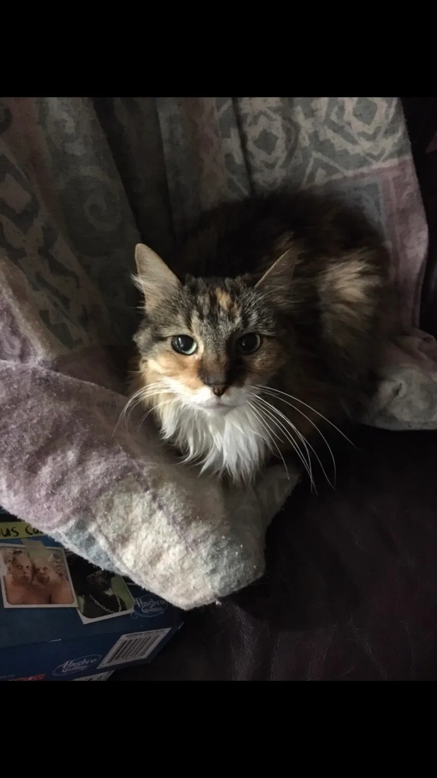 Lost cat in Clearfield, UT, 84015