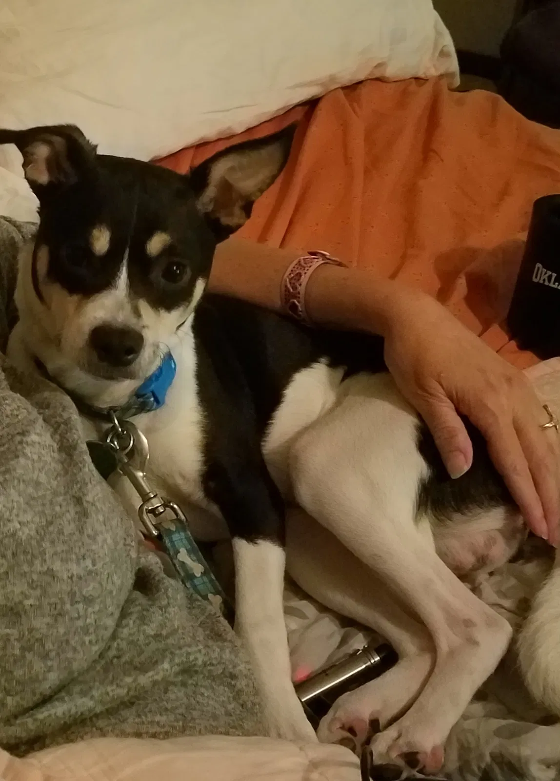 Lost dog in Tulsa, OK, 74107