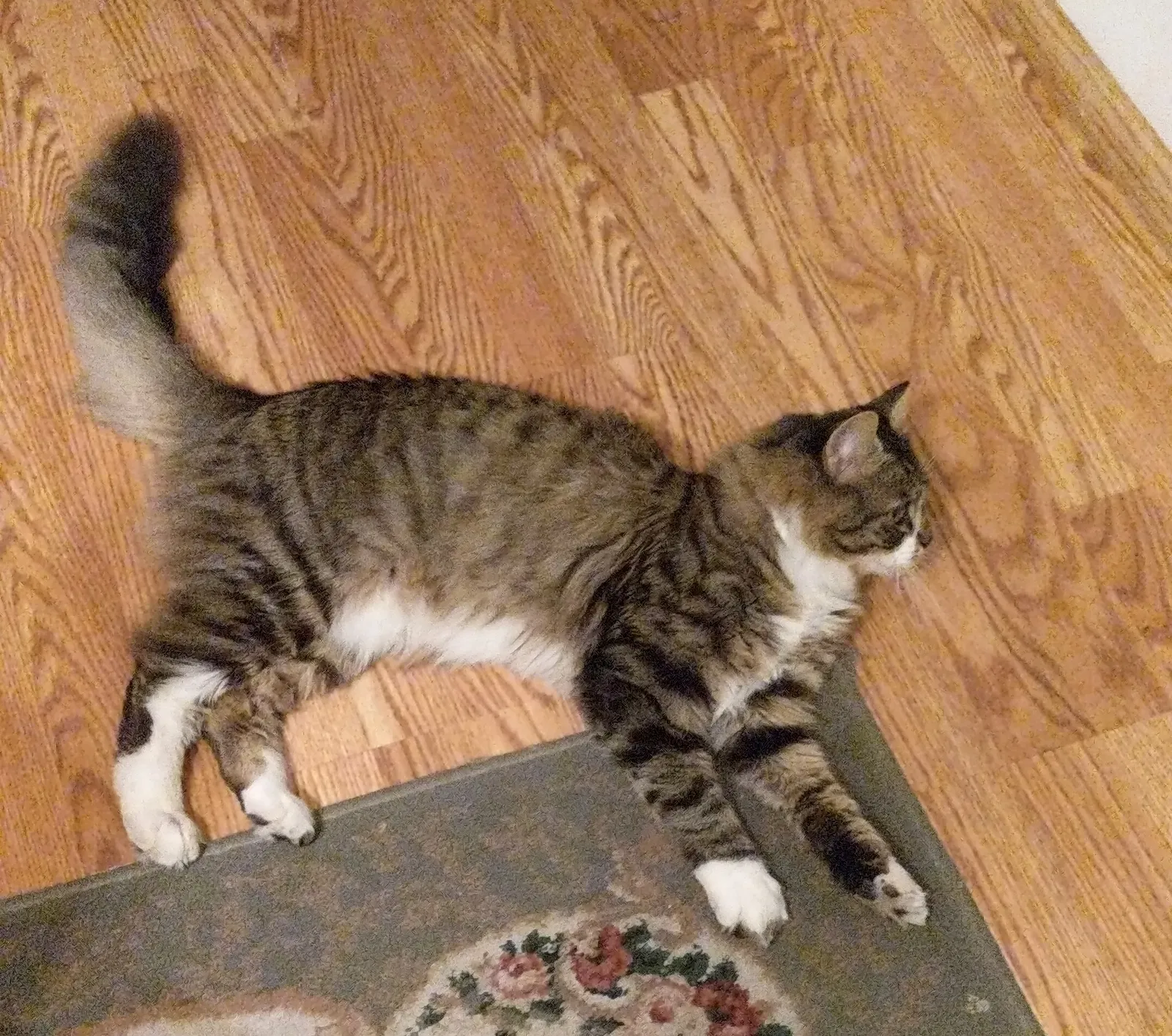 Lost cat in Tacoma, WA, 98444