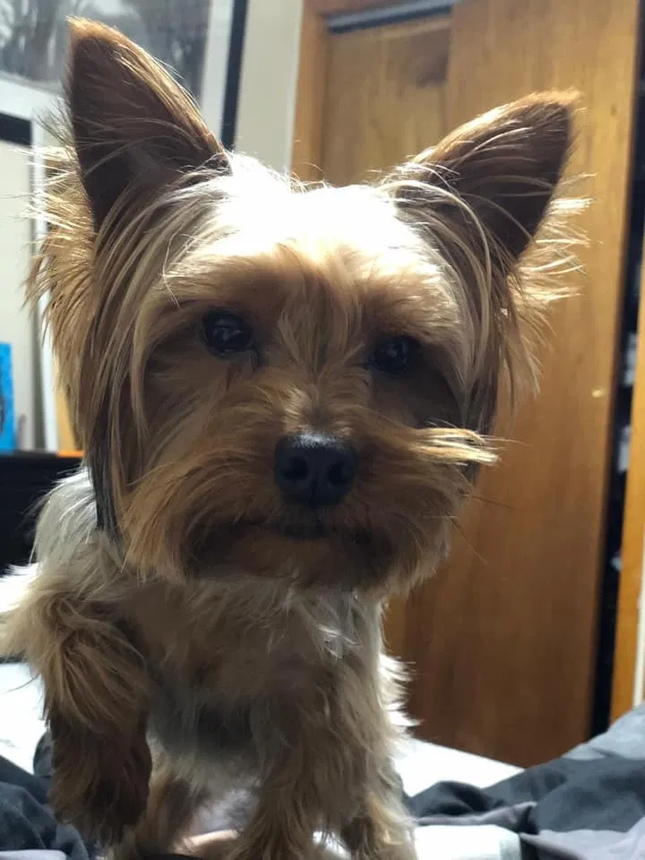 Lost dog in Newark, NJ, 7105