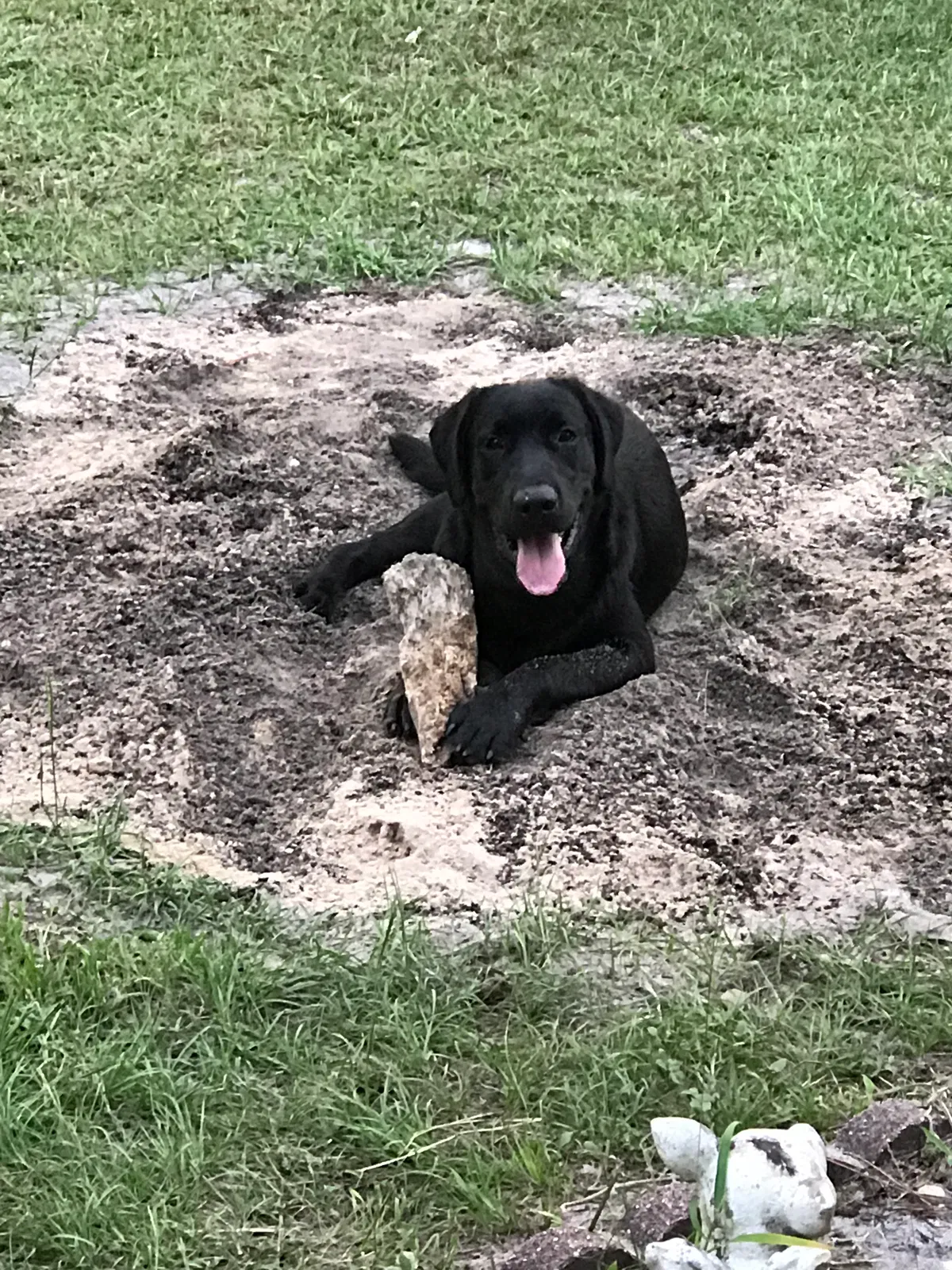 Lost dog in Hoboken, GA, 31542